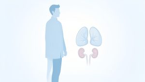 Illustration médicale sobre représentant la silhouette d’un jeune homme à côté d’un schéma discret de la vessie, dans une ambiance clinique bleue et blanche rassurante.